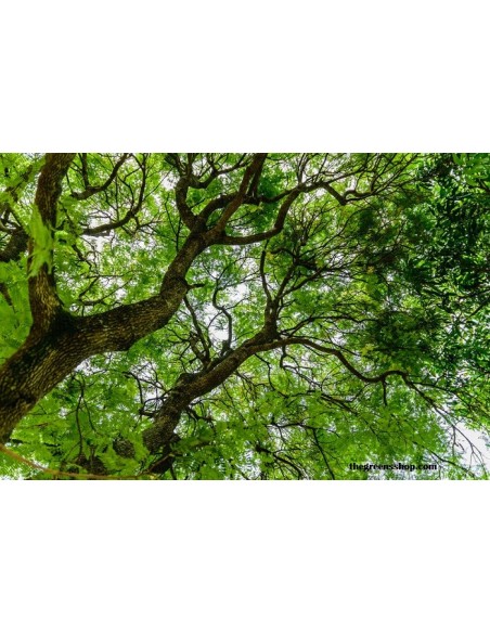 Tamarind / Tamarindus indica  / For Sale - Greenss Shop Orchards - Online WorldWide shippings