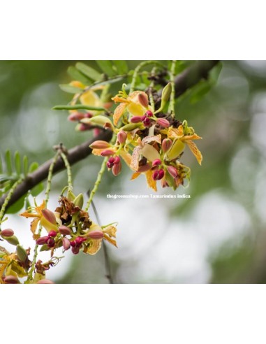 1 Arbolito de Tamarindo (Tamarindus indica) Tamarindé, Vivero de Arboles frutales En linea comprar