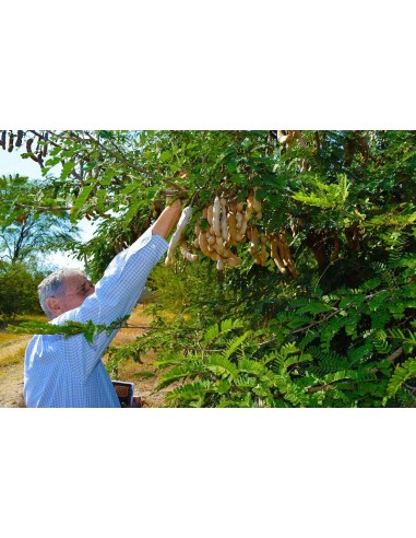 Tamarind / Tamarindus indica  / For Sale - Greenss Shop Orchards - Online WorldWide shippings