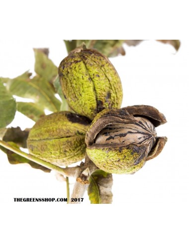 1 Arbolito de Nuez Cascara de Papel (Juglans illinoensis) Nogal Pecanero de Chihuahua Comprar Pacano Pecan nut