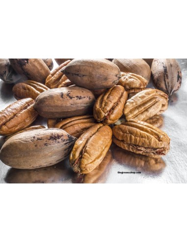 1 Arbolito de Nuez Cascara de Papel (Juglans illinoensis) Nogal Pecanero de Chihuahua Comprar Pacano Pecan nut