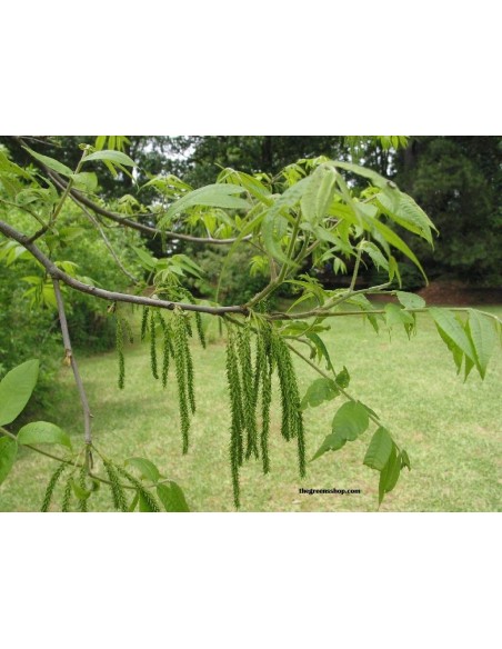 1 Arbolito de Nuez Cascara de Papel (Juglans illinoensis) Nogal Pecanero de Chihuahua Comprar Pacano Pecan nut