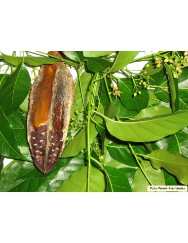 1 Arbol de Caoba - Swietenia macrophylla - Madera fina para reforestar.