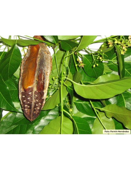 1 Arbol de Caoba - Swietenia macrophylla - Madera fina para reforestar. 1 Arbol de Caoba - Swietenia macrophylla - Madera fina para reforestar.