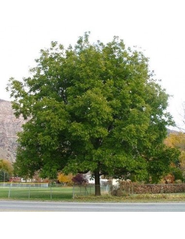 1 Arbolito de Nuez Cascara de Papel (Juglans illinoensis) Nogal Pecanero de Chihuahua Comprar Pacano Pecan nut