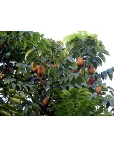 1 Arbol de Caoba - Swietenia macrophylla - Madera fina para reforestar.