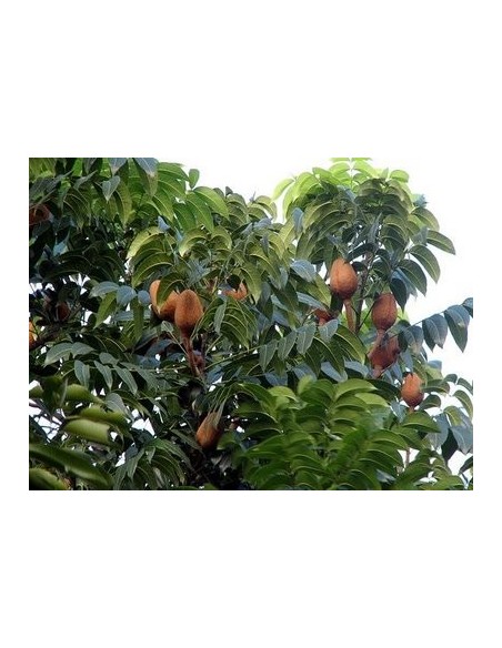 1 Arbol de Caoba - Swietenia macrophylla - Madera fina para reforestar. 1 Arbol de Caoba - Swietenia macrophylla - Madera fina para reforestar.