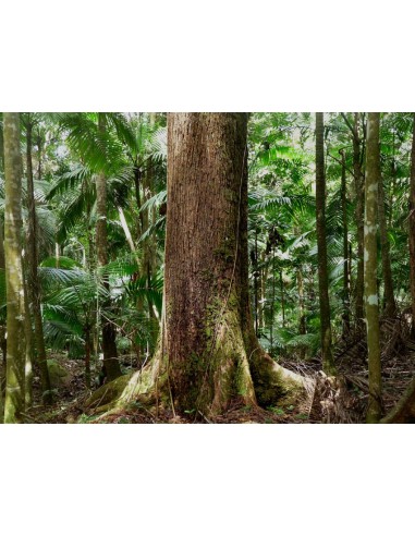 1 Arbol de Caoba - Swietenia macrophylla - Madera fina para reforestar.