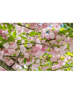 1 Arbolito de Cerezo Japones Kuwazan, Kwanzan, Kanzan o Doble petalo (Prunus serrulata) REALES venta - comprar 2