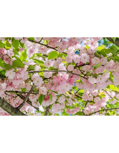 1 Arbolito de Cerezo Japones Kuwazan, Kwanzan, Kanzan o Doble petalo (Prunus serrulata) REALES venta - comprar