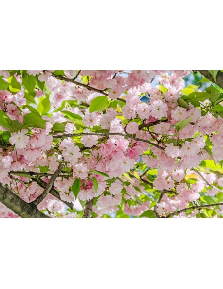 1 Arbolito de Cerezo Japones Kuwazan, Kwanzan, Kanzan o Doble petalo (Prunus serrulata) REALES venta - comprar