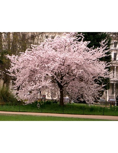 Kwanzan Cherry tree (Prunus serrulata) Order here - Worldwide shippings available