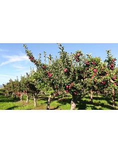 1 Arbolito de Manzana Red delicious - Malus domestica Arboles frutaless En venta 2