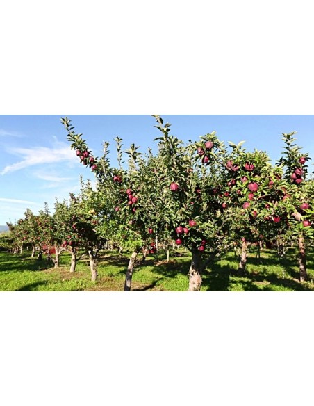 1 Red delicious Apple tree Live plant - Malus domestica for sale.