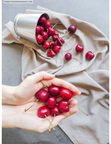 BING Sweet cherry Live tree (Potted) Prunus avium for sale - Mexican nurseries at el Paso texas