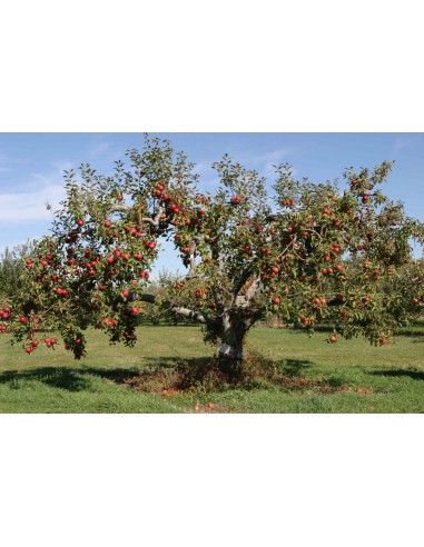 1 Arbolito de Manzana Red delicious - Malus domestica Arboles frutaless En venta