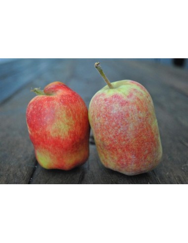 ''ANNA'' apple good for warm climates (Malus domestica)