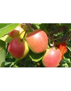 ''ANNA'' apple good for warm climates (Malus domestica) 2