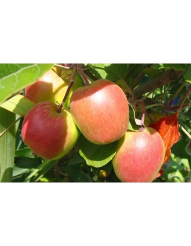 ''ANNA'' apple good for warm climates (Malus domestica)