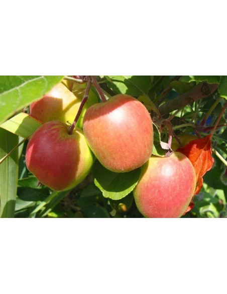 ''ANNA'' apple good for warm climates (Malus domestica)