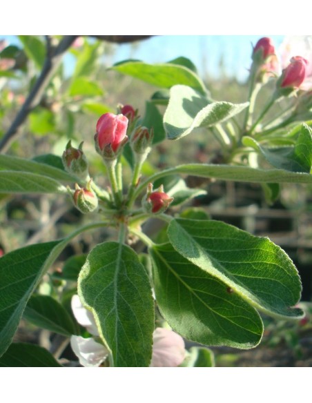 1 Arbolito de Manzana ''anna'' (Malus domestica) Manzana tropical - Manzana para Tropicos unica en mexico