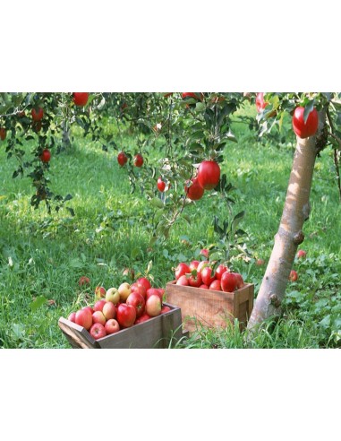 1 Arbolito de Manzana Red delicious - Malus domestica Arboles frutaless En venta