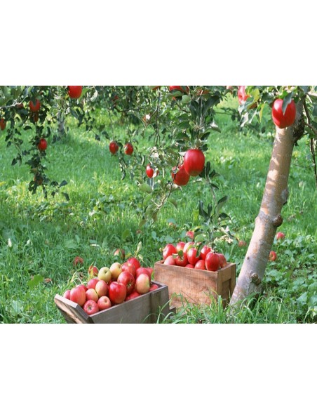1 Arbolito de Manzana Red delicious - Malus domestica Arboles frutaless En venta