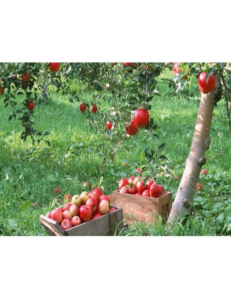 1 Red delicious Apple tree Live plant - Malus domestica for sale.