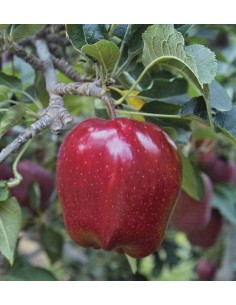 1 Red delicious Apple tree Live plant - Malus domestica for sale.