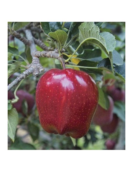 1 Red delicious Apple tree Live plant - Malus domestica for sale.