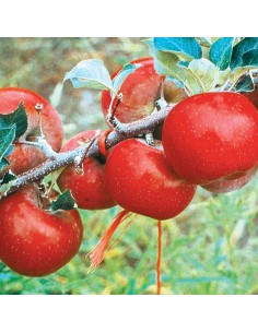 1 Arbolito de Manzana ''FUJI''  o Fuyi - Manzana japonesa muy rara, gran tamaño arboles frutales venta en mexico