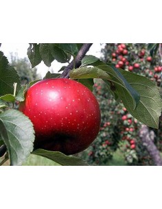 ROME BEAUTY -  Apple tree (2 YEAR GRAFT) Malus domestica, worldwide shipping of rare trees.