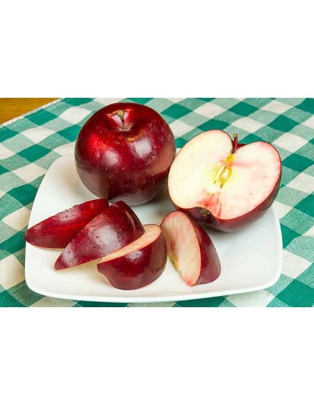 ROME BEAUTY -  Apple tree (2 YEAR GRAFT) Malus domestica, worldwide shipping of rare trees.