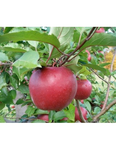 Manzana ''Red Rome'' 1 arbolito en venta  Injertado de vivero, Envios a todo Mexico y a otros paises - Ordena aqui plantas
