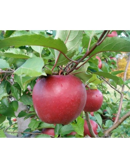 ROME BEAUTY -  Apple tree (2 YEAR GRAFT) Malus domestica, worldwide shipping of rare trees.