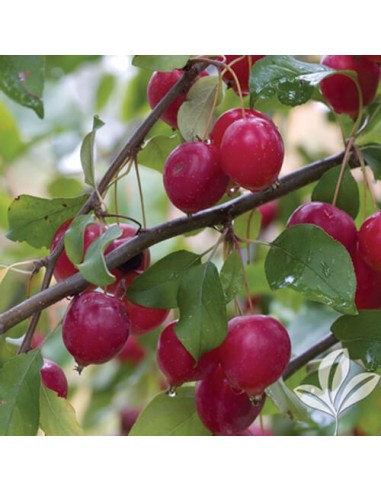1 Arbolito de Manzano ornamental o Crab apple (Malus x purpurea) Manzano silvestre, floreador, comprar en linea,