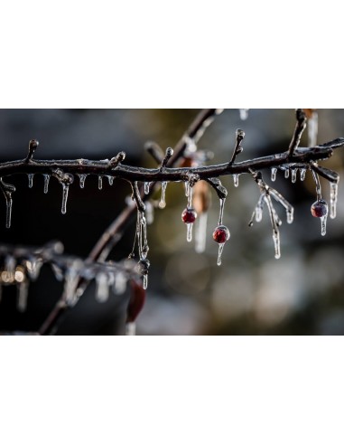 1 Arbolito de Manzano ornamental o Crab apple (Malus x purpurea) Manzano silvestre, floreador, comprar en linea,