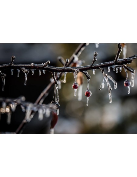 1 Arbolito de Manzano ornamental o Crab apple (Malus x purpurea) Manzano silvestre, floreador, comprar en linea,