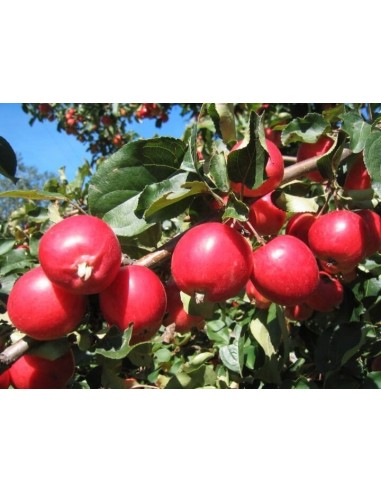 1 Arbolito de Manzano ornamental o Crab apple (Malus x purpurea) Manzano silvestre, floreador, comprar en linea,