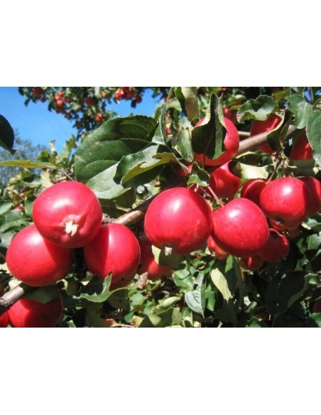 1 Arbolito de Manzano ornamental o Crab apple (Malus x purpurea) Manzano silvestre, floreador, comprar en linea,