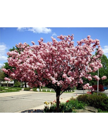 Flowering crab apple (malus x purpurea) grafted trees from Mexicno - buy here online rare trees - ornamental apple