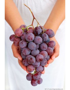 Red globe grape - vitis vinifera - grafted plants on sale - buy Onine rare plants at the green shop co. 2