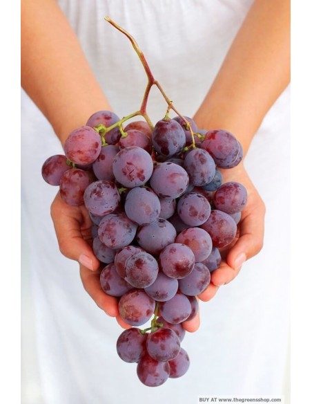 1 Arbolito de Uva Red globe (Vitis vinifera) Plantas de uva para sembrar en el jardin - Compra en linea