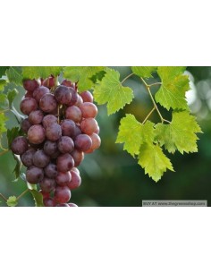 1 Arbolito de Uva Red globe (Vitis vinifera) Plantas de uva para sembrar en el jardin - Compra en linea