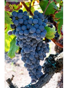 Cabernet sauvignon Best wine grape - vitis vinifera - unique plants for sale - High quality