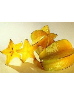 1 Arbol de Carambola - Star fruit (Averrhoa carambola) Arbol exotico asiatico frutalex exoticos e Importados.