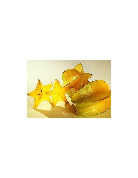 1 Star fruit live plant - Averrhoa carambola for sale worldwide shippings