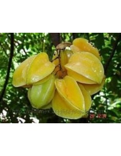 1 Star fruit live plant - Averrhoa carambola for sale worldwide shippings 2