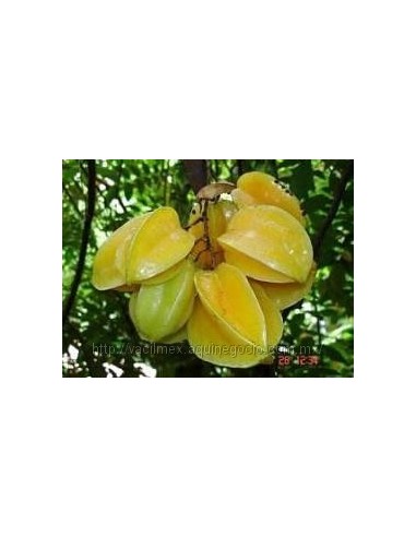 1 Star fruit live plant - Averrhoa carambola for sale worldwide shippings