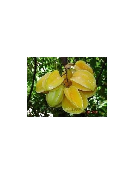 1 Arbol de Carambola - Star fruit (Averrhoa carambola) Arbol exotico asiatico frutalex exoticos e Importados.